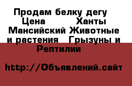 Продам белку дегу › Цена ­ 600 - Ханты-Мансийский Животные и растения » Грызуны и Рептилии   
